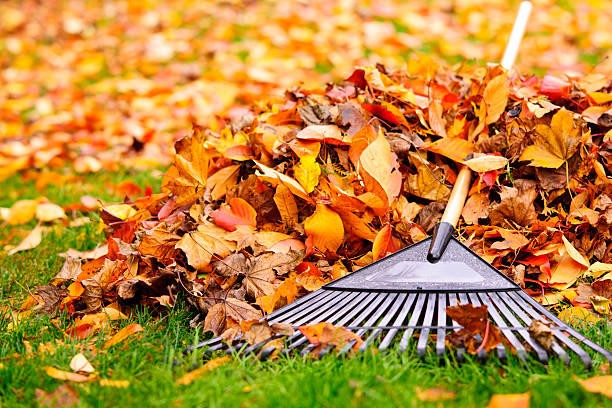 Raking Fall leaves