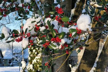 Snow on holly tree in Garden Park, Vancouver